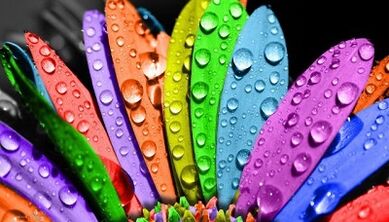 як схуднець на дыеце 6 пялёсткаў